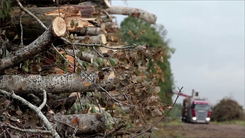 Logging Truck Harvesting Timber in Rural Forest