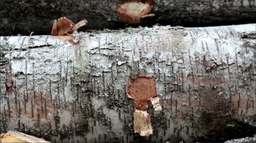 Stacked Birch Logs in Natural Environment