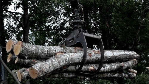 Birch Wood Logs Lifted by Industrial Claw