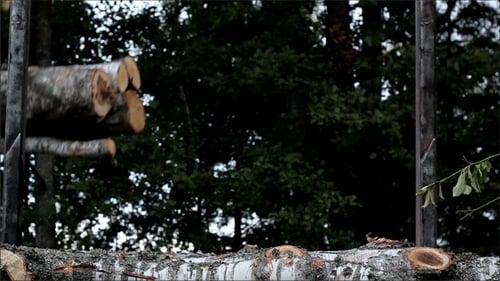 Logs Loaded onto Logging Truck in Forest