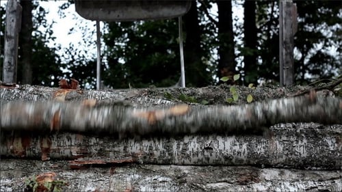 Loader Stacking Tree Trunks in Forest