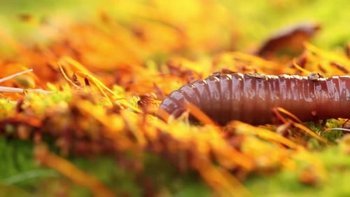 Un ver de terre est un invertébré terrestre qui appartient à la classe Clitellata, ordre des oligochètes