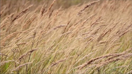 Golden Grass Field Blowing Gently in the Wind