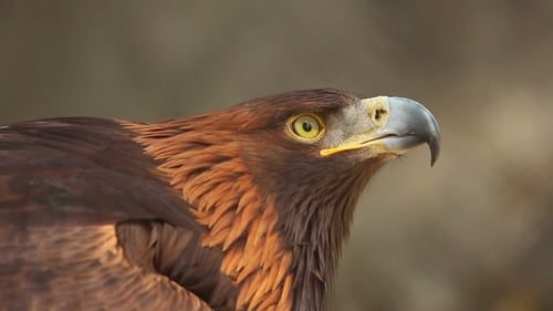 Golden Eagle