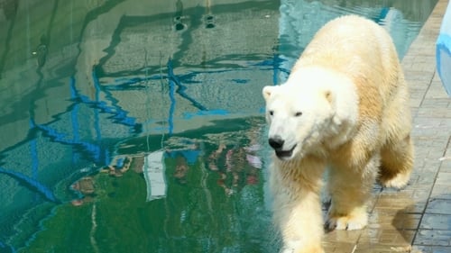Eisbär