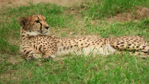 Cheetah