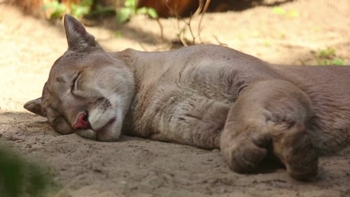 American Mountain Lion