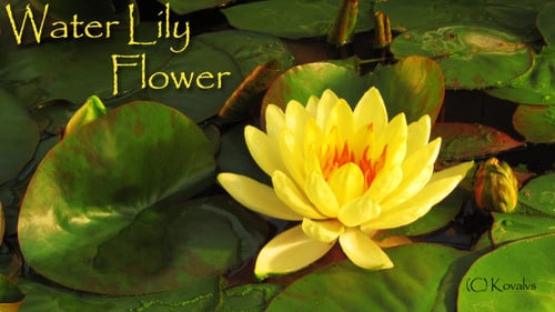 Yellow Water Lily among Lily Pads in Pond