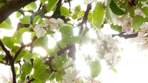Blossoming Apple Tree, The Sun Through The Flowers