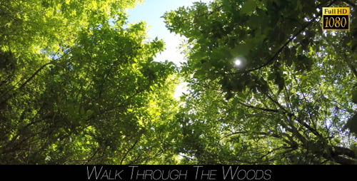 Walk Through The Woods 10