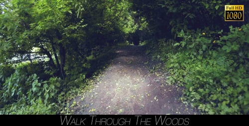 Walk Through The Woods 12