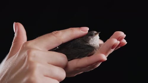 Hands Gently Cradling a Brown and White Bird