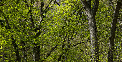 Buchenwald im Frühling