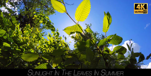 Sunlight In The Leaves In Summer