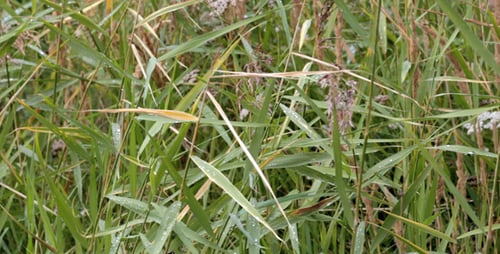 Gras auf dem Feld