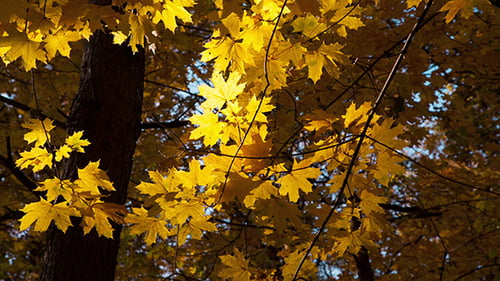 Beautiful Autumn Yellow Leaves