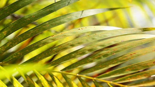Grünes Blatt in der Natur 491