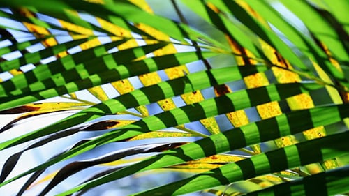 Green Leaf In Nature 492