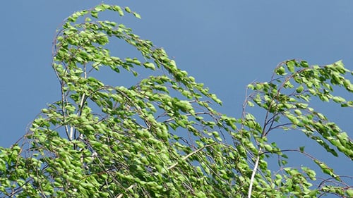 Wind Bends A Tree Branch