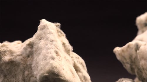 Studio Close-Up of Mold Growth