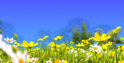 Beautiful Spring Meadow with Butterflies and Lush Green Trees