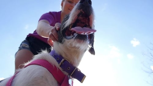 Woman Petting Dog in Bright Sunlight Outdoors
