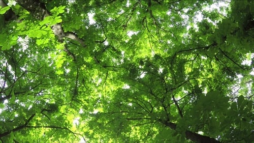 Sommerlicher Laubwald
