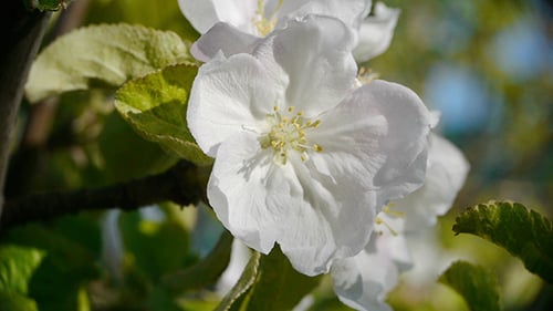 Apple Flowers 4