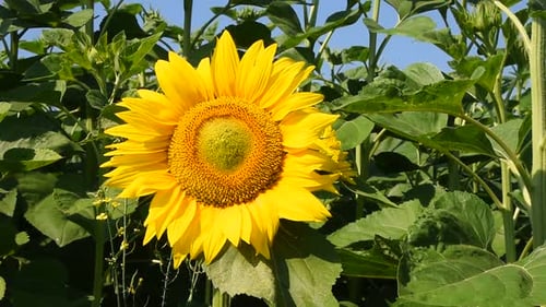 One yellow sunflower over green buds close up