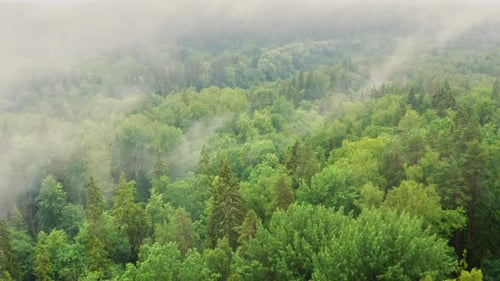 Aerial: flight over misty mountain forest and river, foggy weather, 4K view