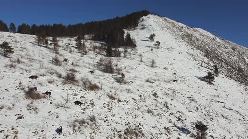 Drone view of wild horses in the mountains on a winter sunny day