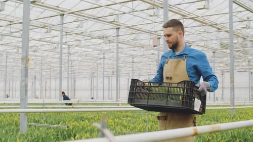 Man Working in Indoor Plant Farm
