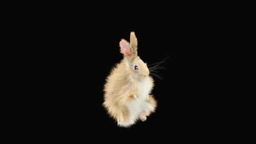 Hase: Tanzen HD