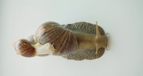 Lissachatina Fulica View From the Top One Snail Rides on the Shell of the Other