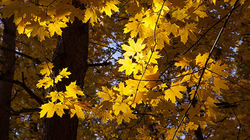 Schöne gelbe Herbstblätter