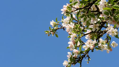 Fleur de pommier illuminée blanc brillant