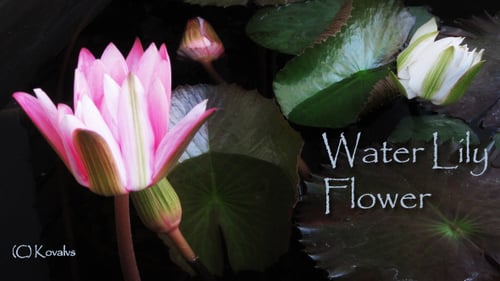 Water Lily Buds Opening on Dark Water