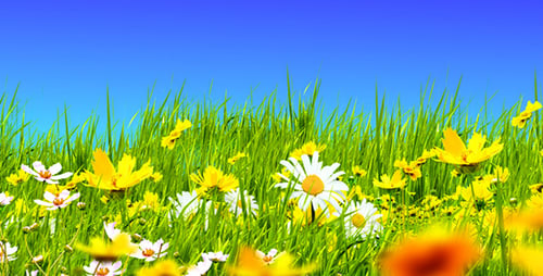 Grüne Wiesen und Blumen