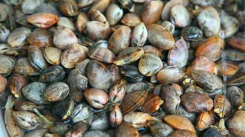Clams