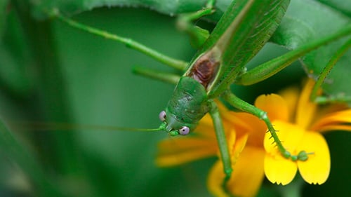 Green Grasshopper Resting on Yellow Flower Petals