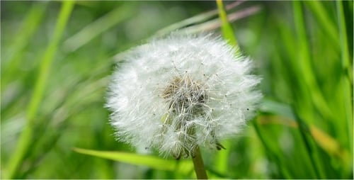 Dandelion Seed Head Swaying Gently in Spring