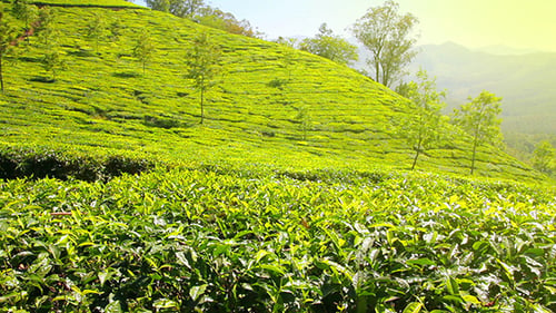 Plantation de thé de montagne à Munnar Kerala en Inde