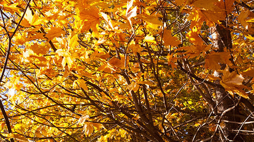 Schöne gelbe Herbstblätter