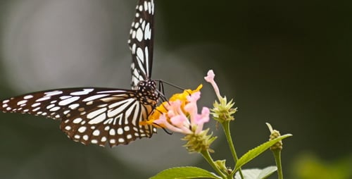 Butterfly With Flower