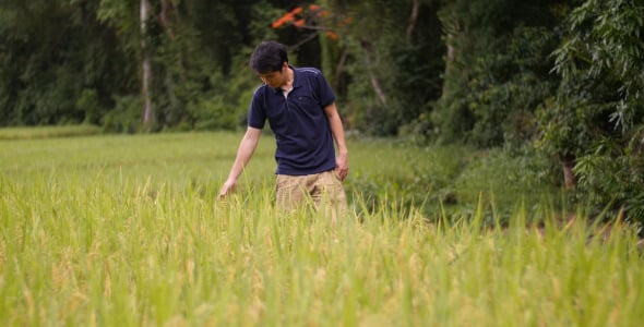 Asian Man In Rice Field, Nature Stock Footage ft. agriculture ...