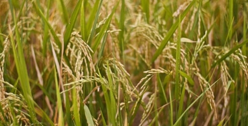 Rice Field