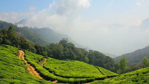 Plantation de thé de montagne à Munnar Kerala en Inde