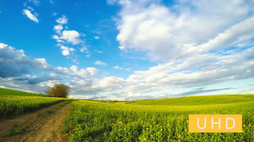 Nubes sobre el campo de colza