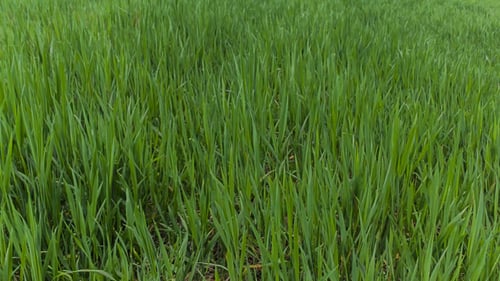Grass Field In Motion 1