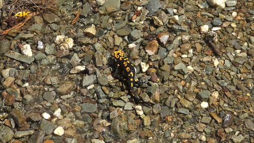 Vivid Salamander Resting by Water